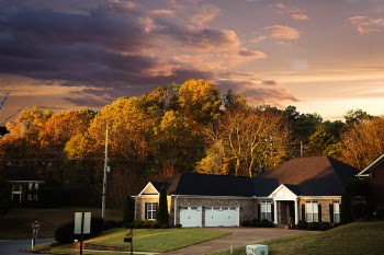 Scenic View of the Trees