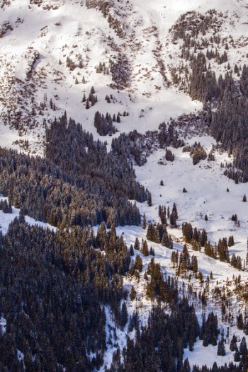 Scenic View of the Trees