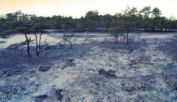 Scenic View of Trees
