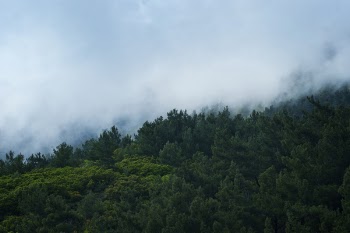 Scenic View of Trees Surrounded by Fog