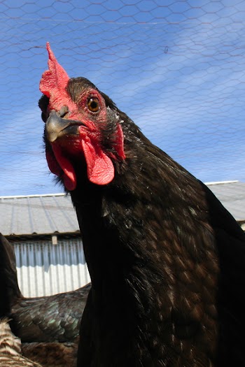 scented_acre_chicken.jpg