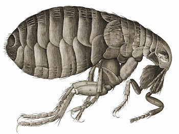 Schem. XXXIV - Of a Flea. | Free Photo - rawpixel