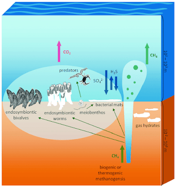 Scheme of a simplified deep-sea benthic food web of a ...