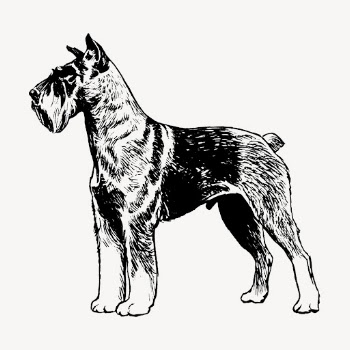 Schnauzer dog, animal illustration vector. | Free Vector Illustration - rawpixel