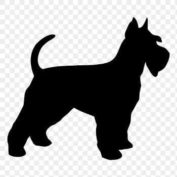 Schnauzer dog png sticker animal | Free PNG - rawpixel