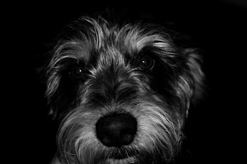 Schnauzer Puppy Grayscale Photography