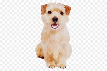 Schnoodle Maltese dog Morkie Havanese dog Dog breed -  