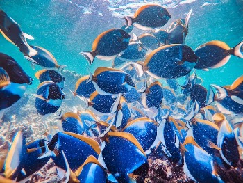 School of Exotic Fish Swimming Underwater