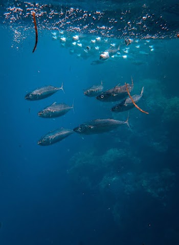 School of Fish