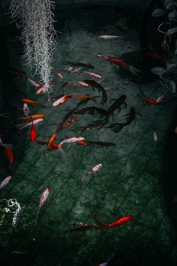 School of Fish