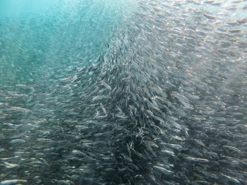 School Of Fish 