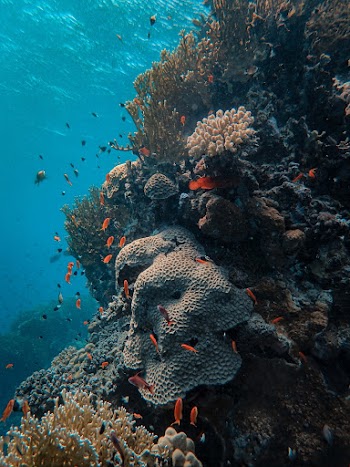 School of Fish in Corals Under the Sea