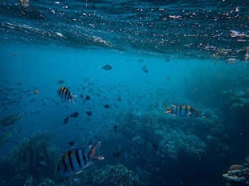 School of Fish in Ocean