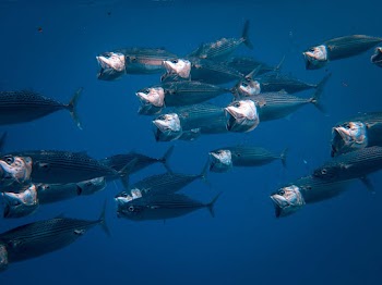School of Fish in Water