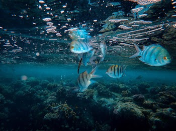 School of Fish in Water