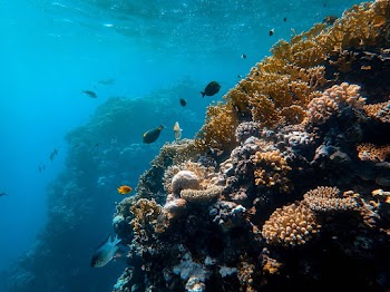 School of Fish in Water