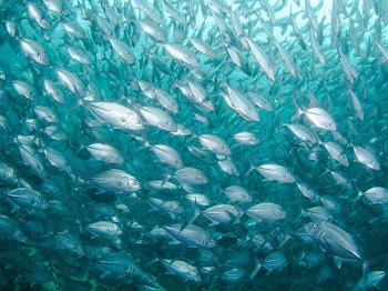school of fish under body of water