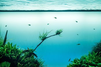 school of fish under water