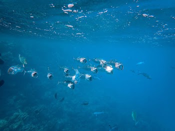 School of Fish Underwater Photography