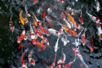 School Of Koi Fish 