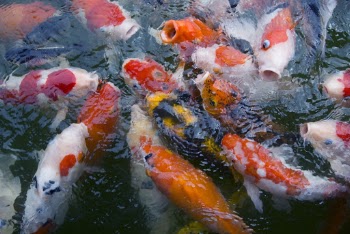 School of Koi Fish on Body of Water