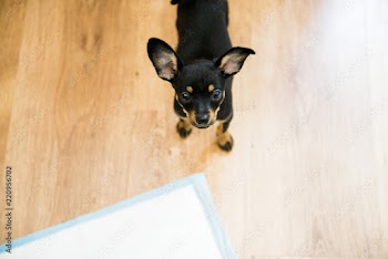 Schooling of a puppy to a diaper