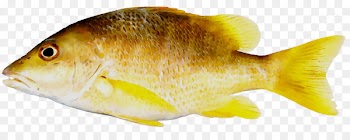 Schoolmaster snapper Cubera snapper Fish Lane snapper Blackfin snapper -  