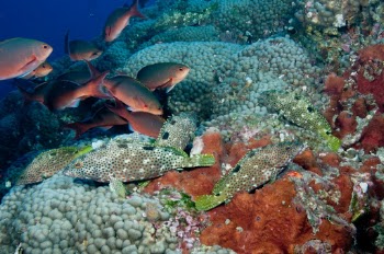 Schools of rockhind and creolefish rest along the reef. 