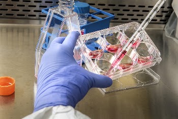 Scientist removes cell growth medium | Free Photo - rawpixel