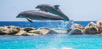 Scientists Recorded a Couple of Dolphins Having a Chat | Inverse