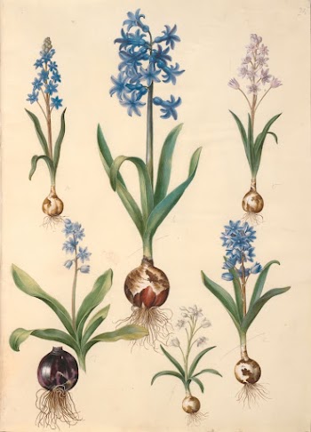 Scilla bifolia (two-leaved scilla);Hyacinthus orientalis | Free Photo - rawpixel