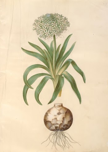 Scilla peruviana (giant scilla) by Maria | Free Photo - rawpixel