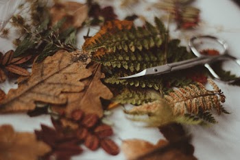 Scissors on Dry Leaves