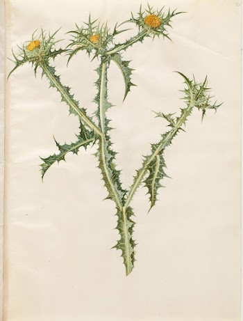 Scolymus hispanicus (Spanish golden thistle) | Free Photo - rawpixel