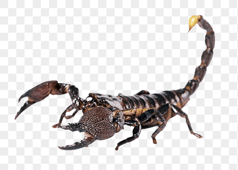 Scorpion animal png sticker, transparent | Free PNG - rawpixel