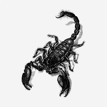 Scorpion clipart, animal vintage illustration | Free Vector - rawpixel