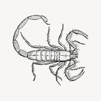 Scorpion clipart, drawing illustration vector. | Free Vector Illustration - rawpixel