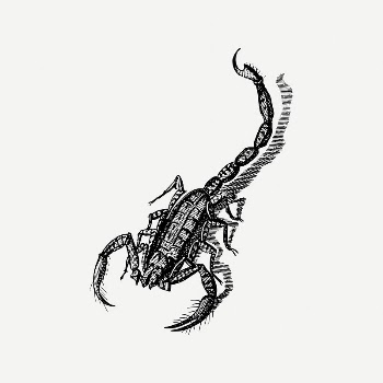 Scorpion clipart, vintage illustration psd. | Free PSD Illustration - rawpixel