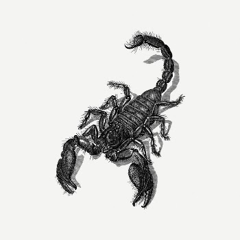 Scorpion clipart, vintage illustration psd. | Free PSD Illustration - rawpixel