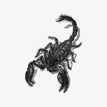 Scorpion collage element, drawing illustration | Free Vector Illustration - rawpixel