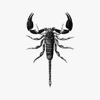 Scorpion collage element illustration vector. | Free Vector - rawpixel