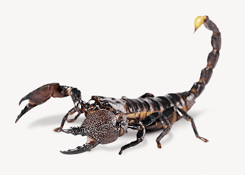 Scorpion  collage element psd | Free PSD - rawpixel