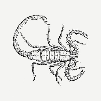 Scorpion collage element, vintage illustration | Free PSD Illustration - rawpixel