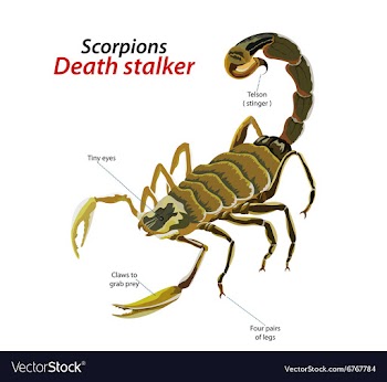 Scorpion death stalker vector image