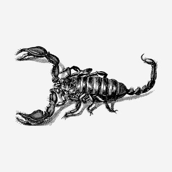 Scorpion drawing, animal vintage illustration. | Free Photo - rawpixel