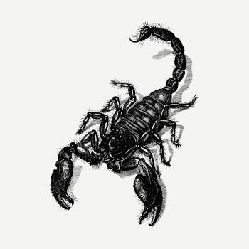 Scorpion drawing, animal vintage illustration | Free PSD - rawpixel