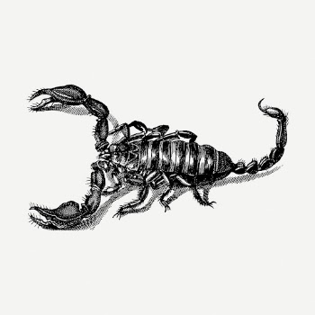 Scorpion drawing, animal vintage illustration | Free PSD - rawpixel