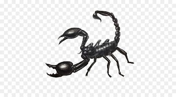 Scorpion Drawing Scorpio maurus Painting - Sketch scorpion 