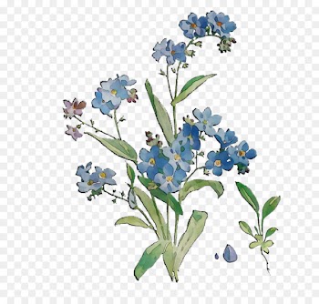 Scorpion grasses Bluebonnet Cut flowers -  