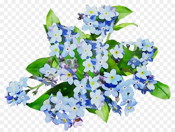 Scorpion grasses Floral design Cut flowers Larkspur -  